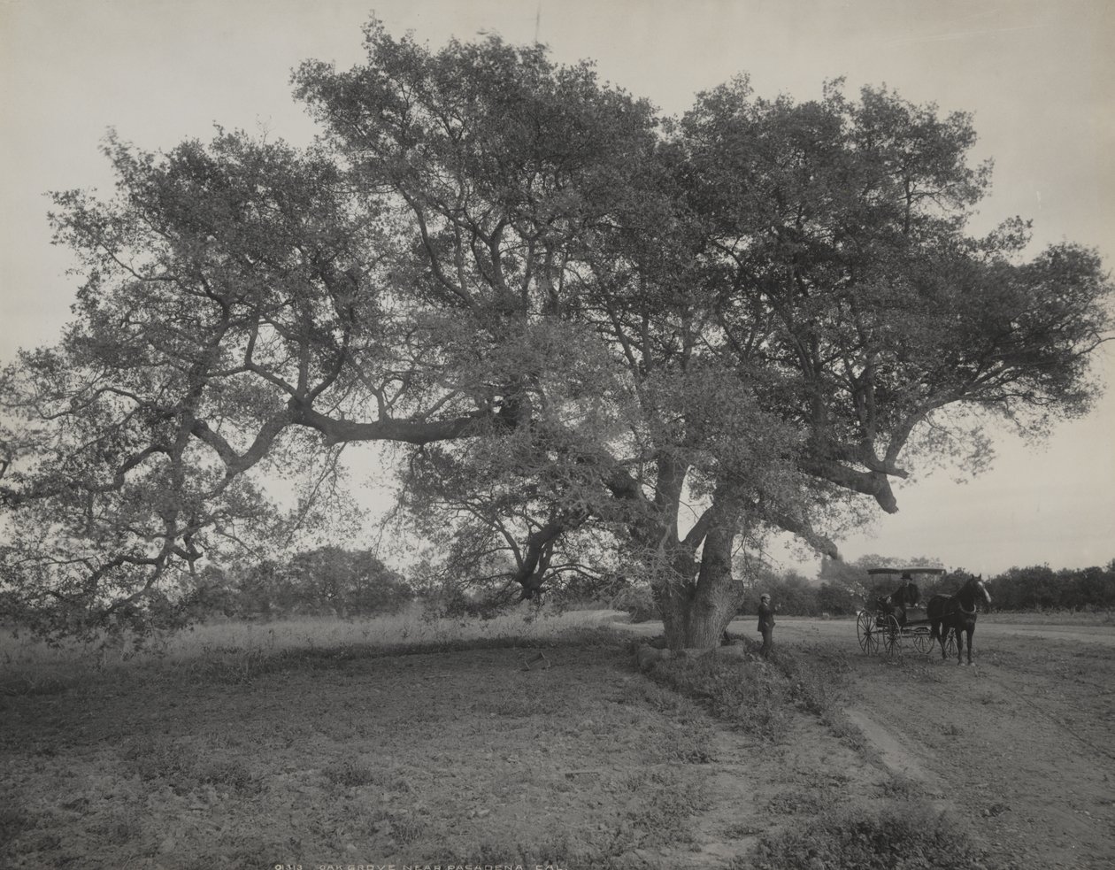 Eichenhain in der Nähe von Pasadena, Kalifornien von William Henry Jackson