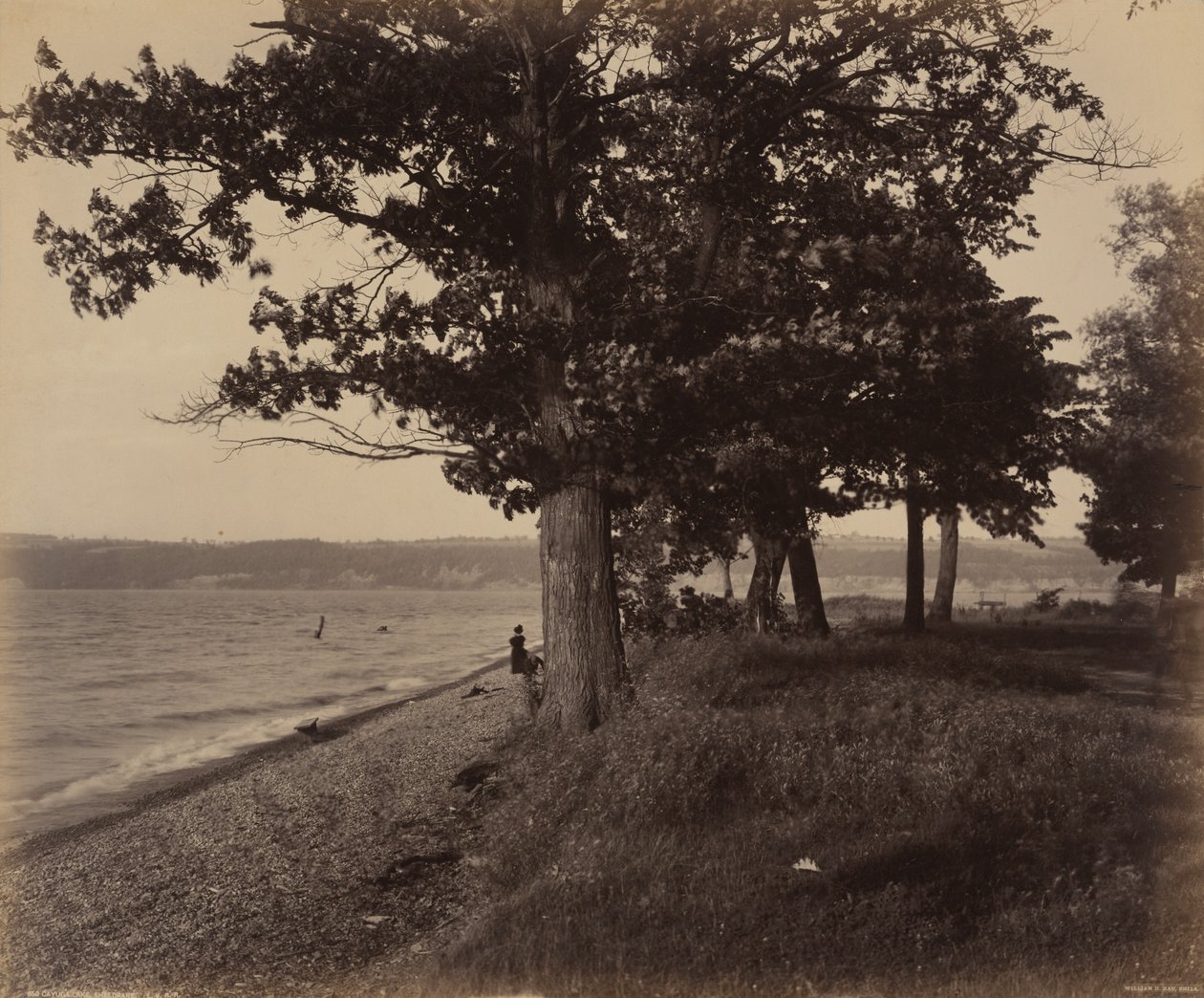 Cayuga-See, Sheldrake, um 1895 von William Herman Rau