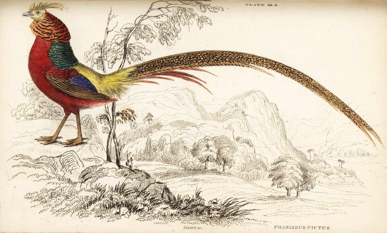 Goldfasan oder Chinesischer Fasan, Chrysolophus pictus von William Home Lizars