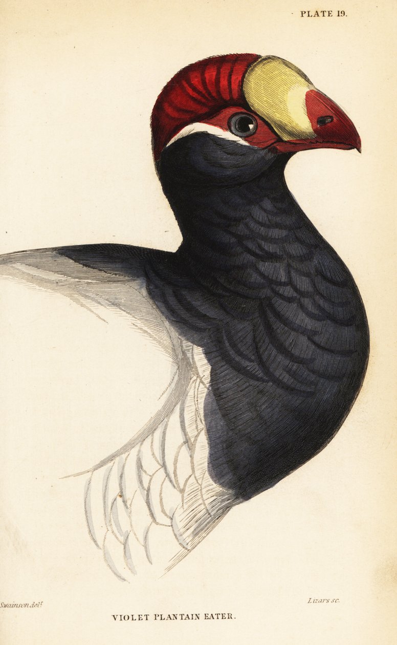 Kopf des Violettturakos, Violetter Bananenfresser, Musophaga violacea von William Home Lizars