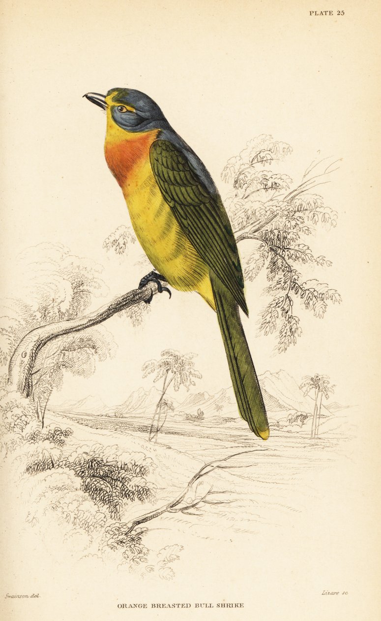 Orangebrustwürger oder Schwefelbrustwürger, Chlorophoneus sulfureopectus von William Home Lizars