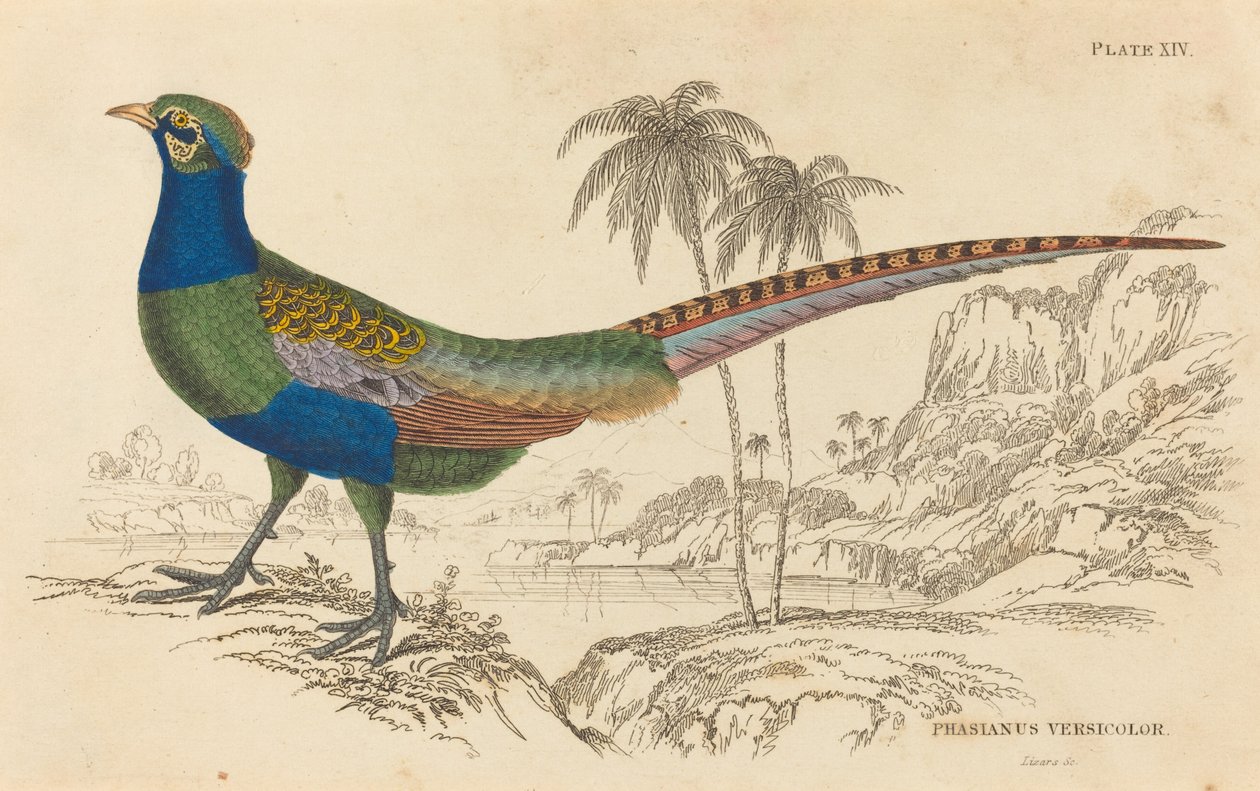 Phasianus Versicolor von William Home Lizars