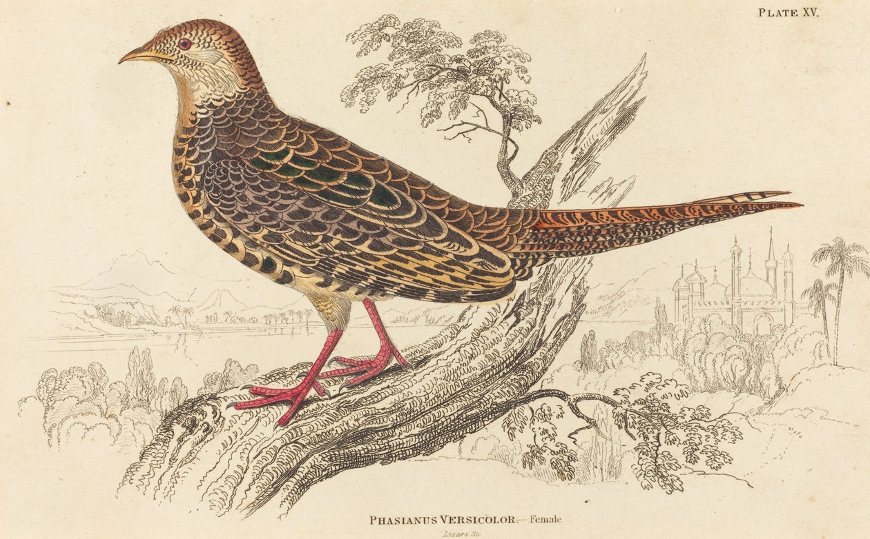 Phasianus Versicolor - Weiblich von William Home Lizars