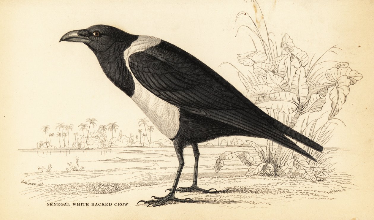 Pied Crow, Corvus albus von William Home Lizars