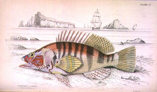 Tafel 17 Serbanus Scriba (Insel Baziluzzo), graviert vom Künstler aus 