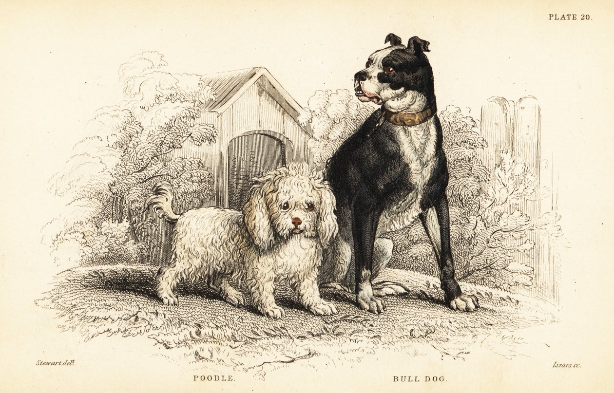 Pudel, Canis aquaticus, und Bulldogge, Canis anglicus von William Home Lizars