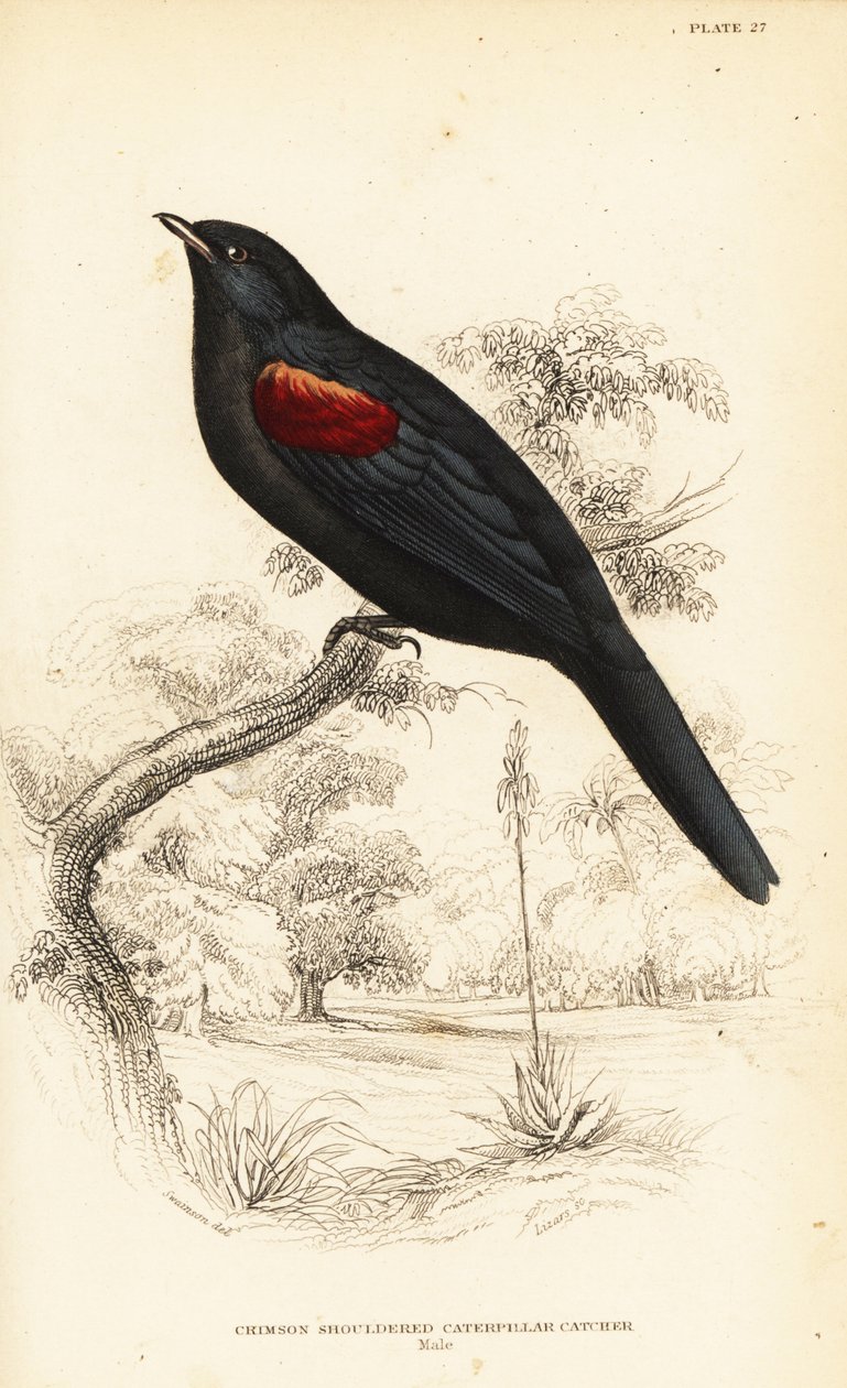 Rotflügel-Kuckucksshrike, Männchen, Campephaga phoenicea von William Home Lizars