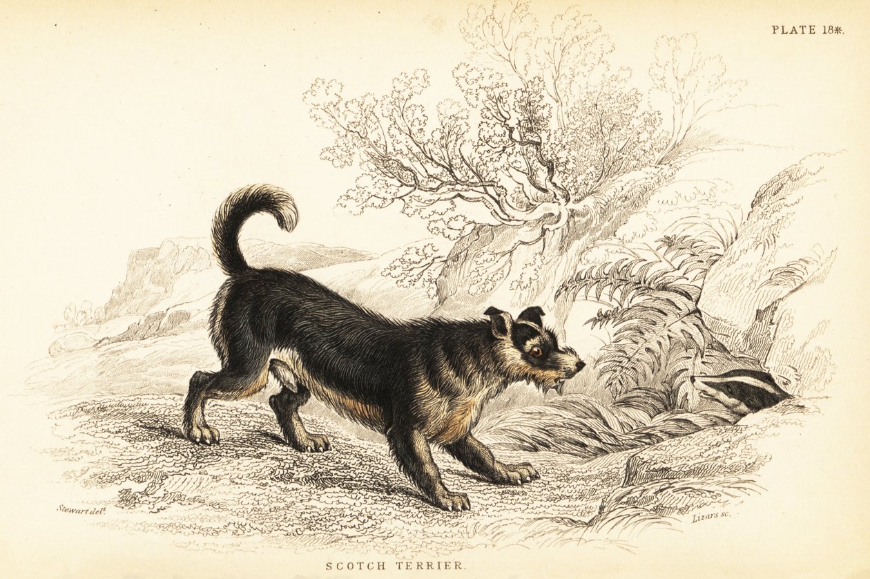 Schottischer Terrier oder Scotch Terrier, Canis lupus familiaris (Canis terrarius) von William Home Lizars