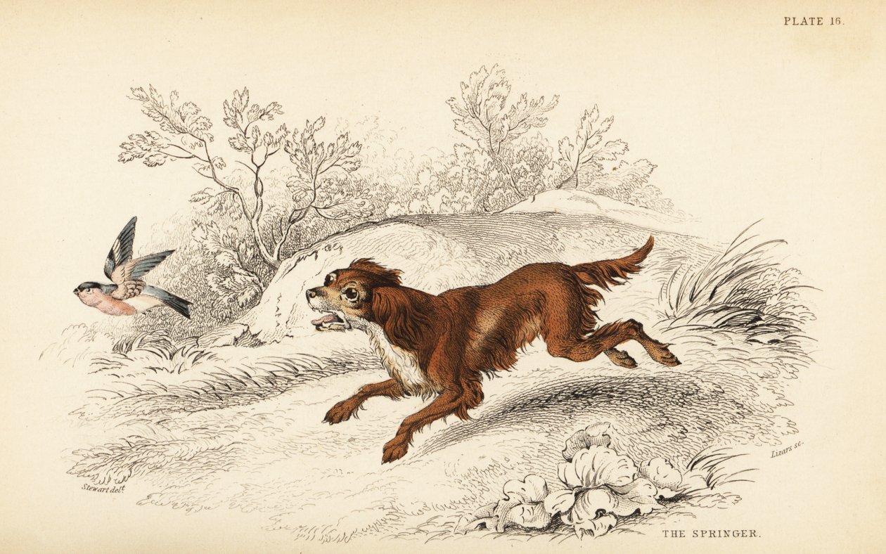 Springer Spaniel, Canis lupus familiaris von William Home Lizars