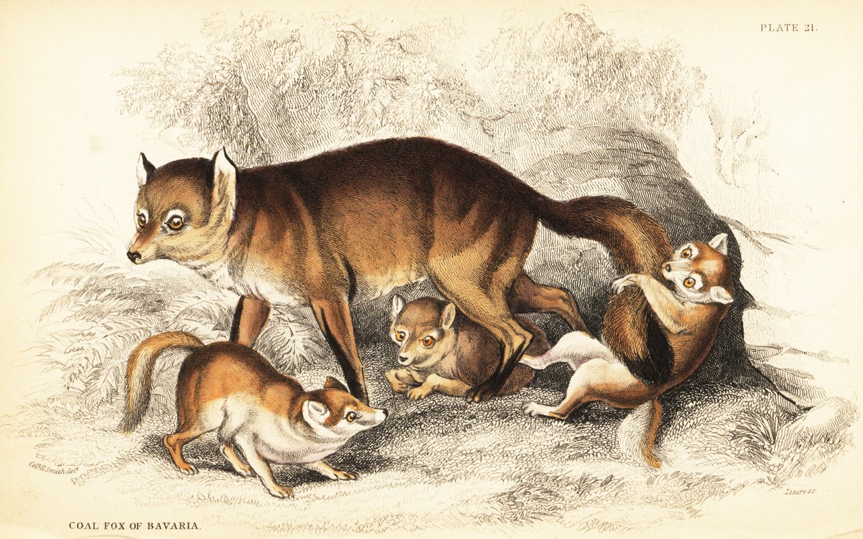 Variante des Rotfuchses, Vulpes vulpes, mit Jungen (Kohlenfuchs von Bayern, Vulpes alopex) von William Home Lizars