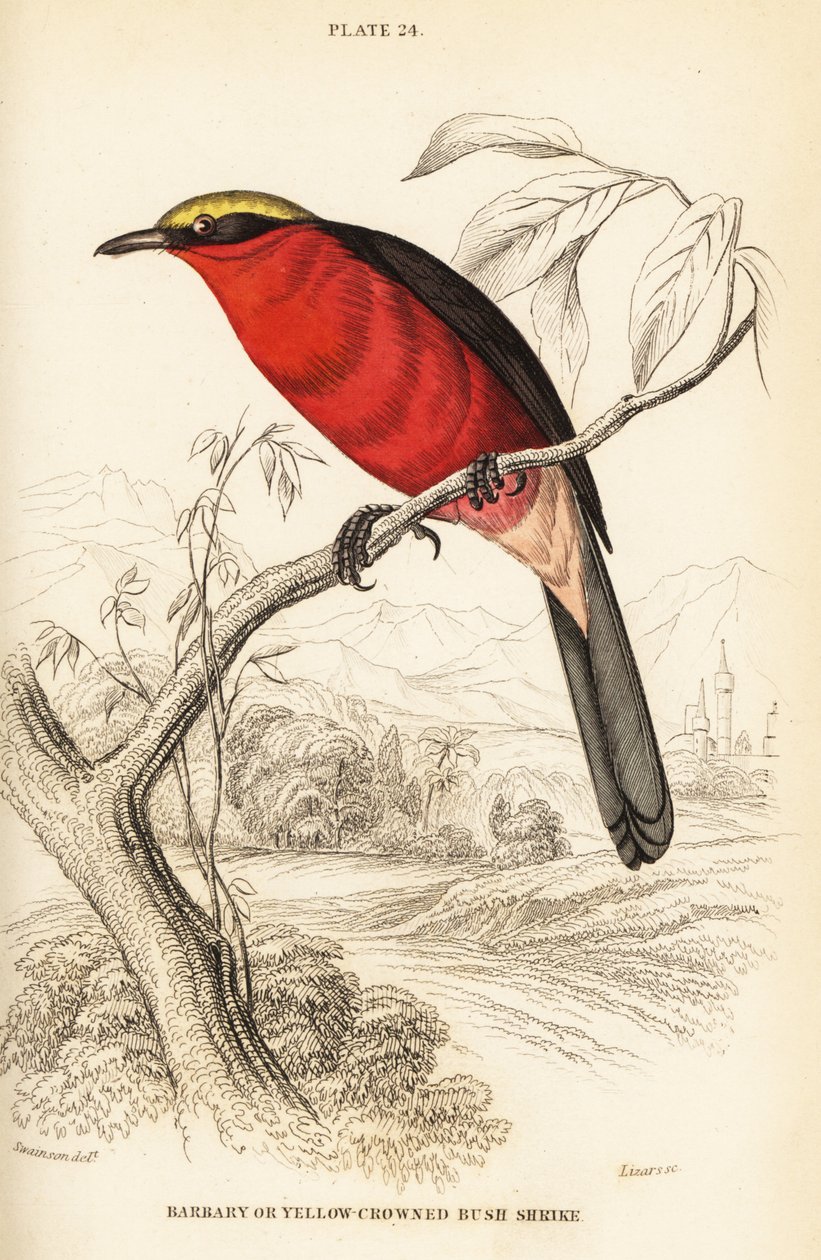 Gelbkrönchen-Gonolek oder Gemeiner Gonolek, Laniarius barbarus von William Home Lizars