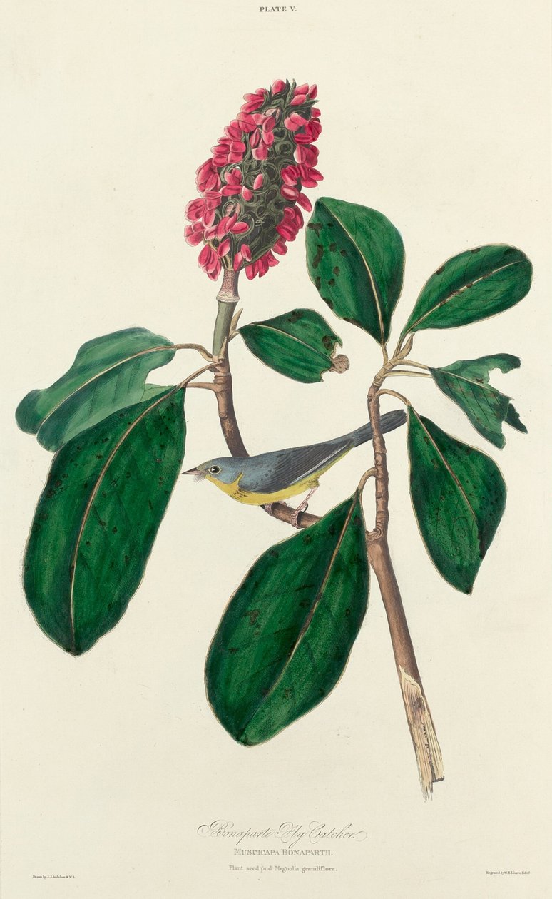 Bonaparte-Fliegenschnäpper von William Home Lizars after John James Audubon