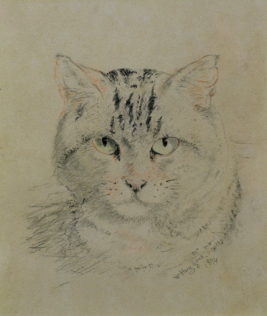 Getigerte Katze, 1874 von William Huggins