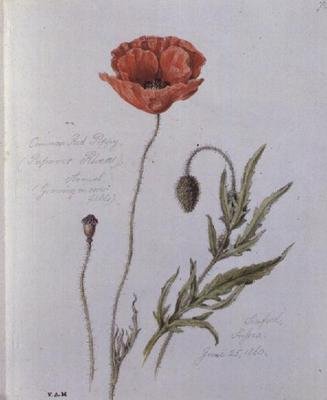 Gemeiner Klatschmohn, gemalt in Seaford, Sussex, 25. Juni 1860 von William James Linton