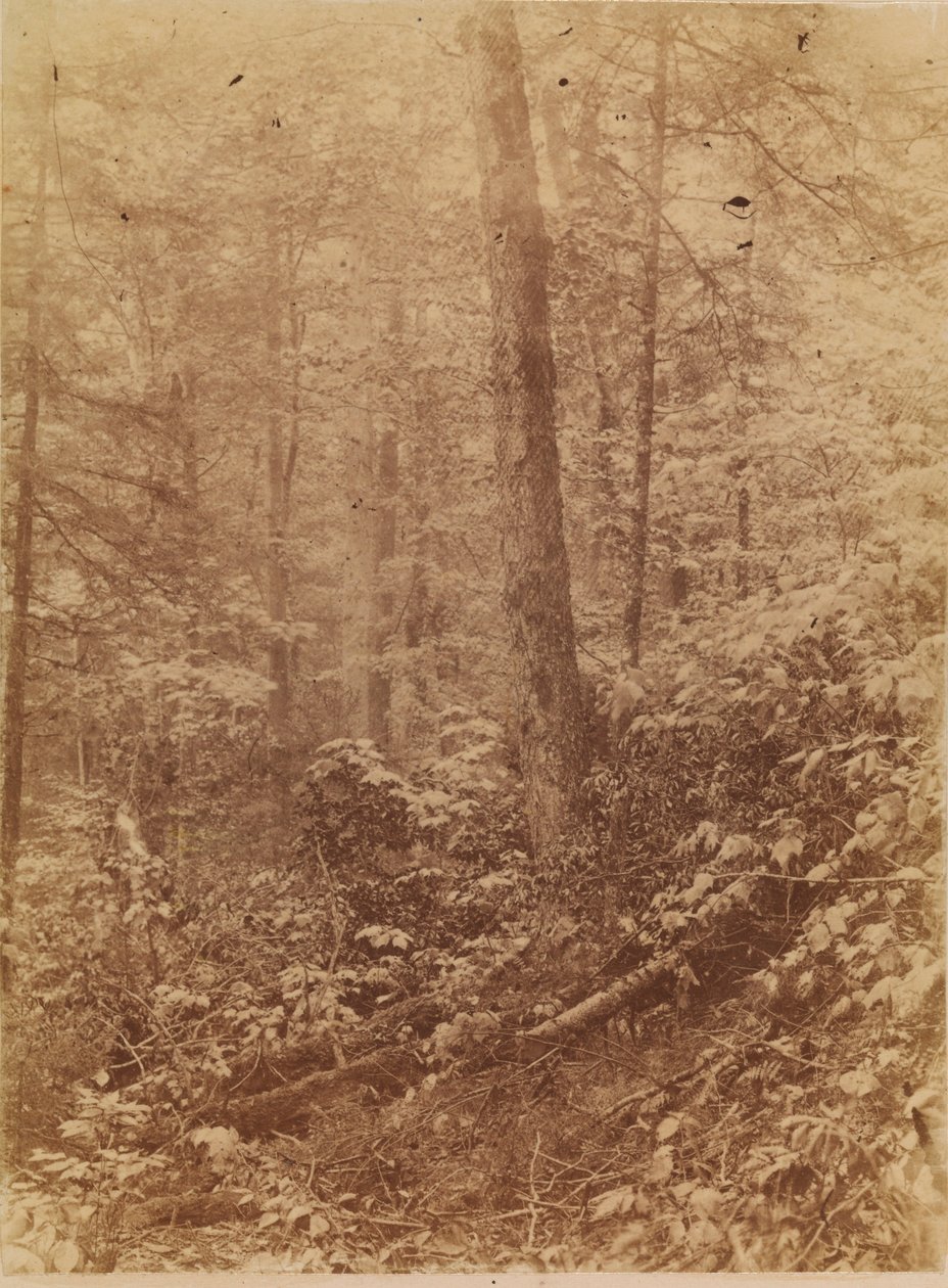 Ohne Titel, aus dem Portfolio Der Wald: Adirondack-Wälder von William James Stillman