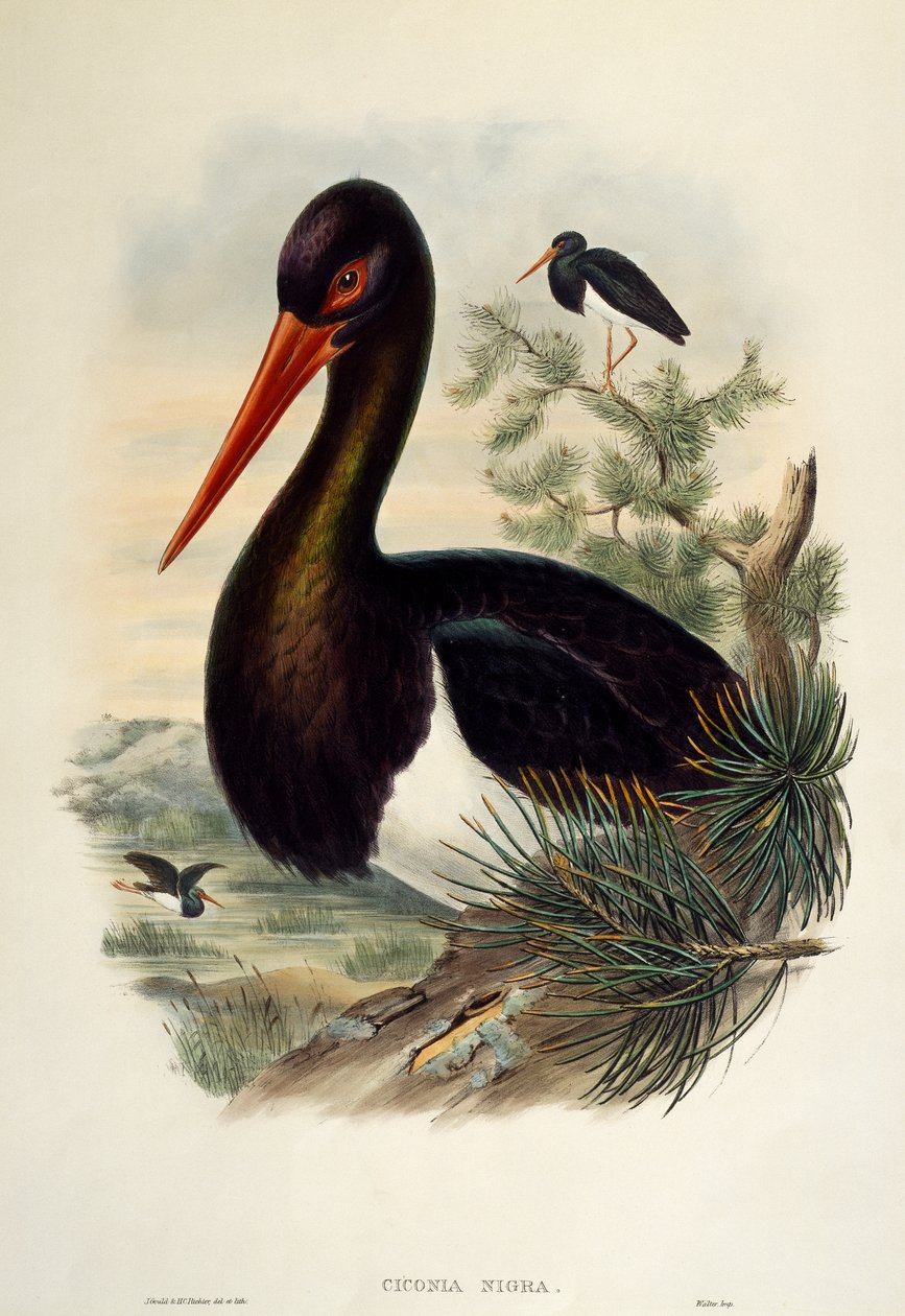 Schwarzstorch (Ciconia nigra), Lithographie aus Birds of Great Britain von William Matthew Hart