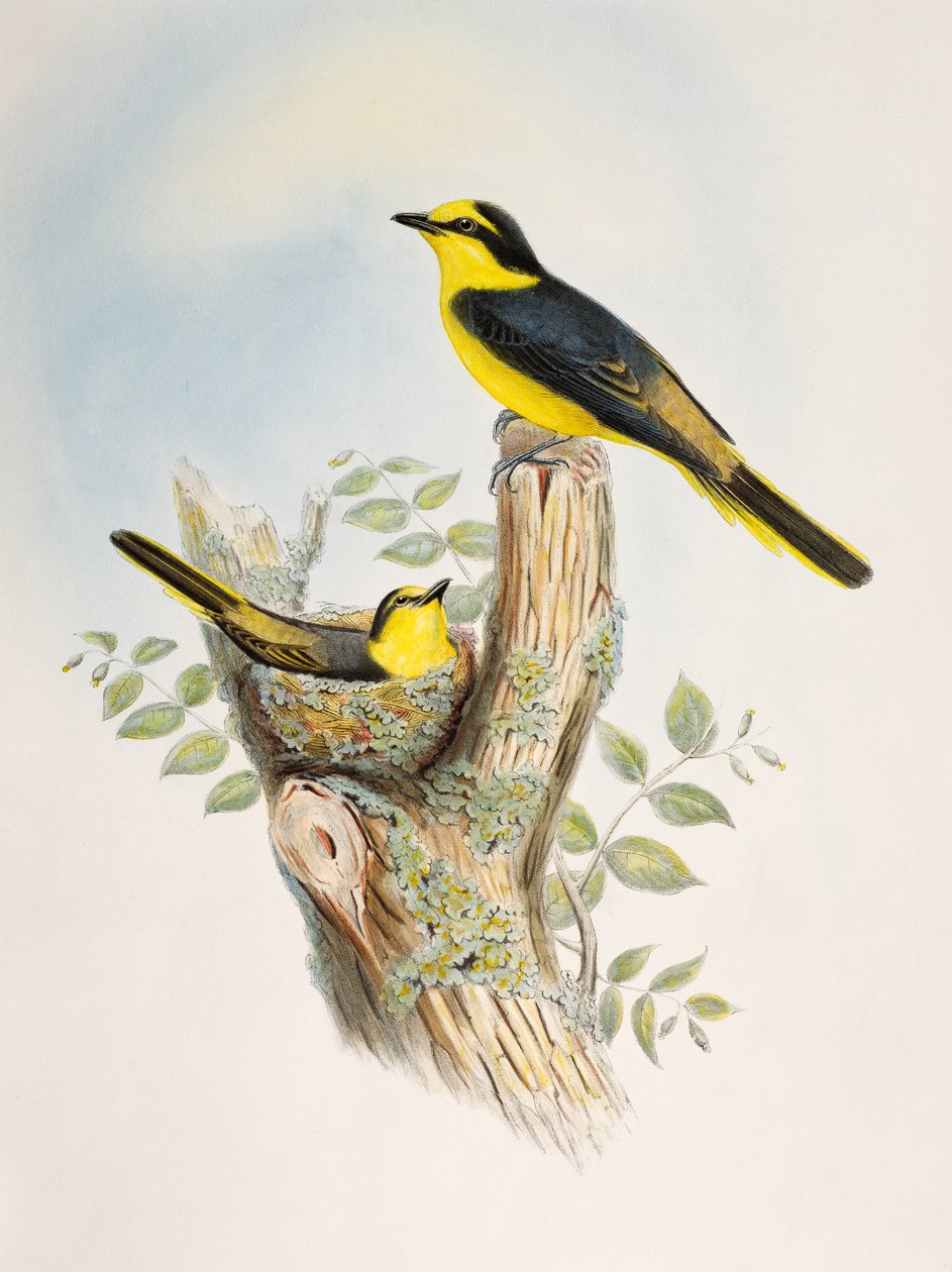 Braunrücken-Minigvet (Pericrocotus cantonensis), Lithografie aus Birds of Asia von William Matthew Hart
