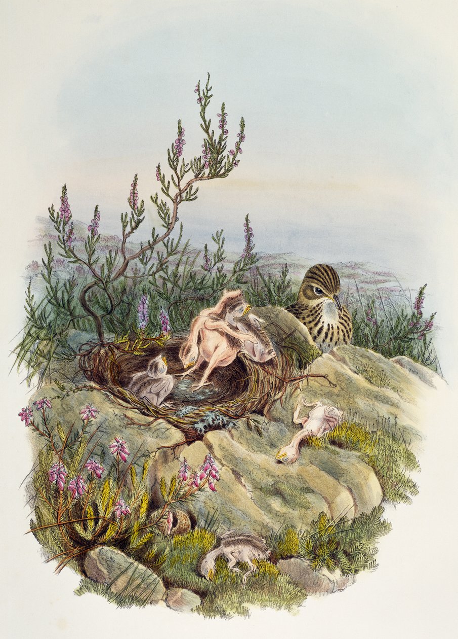 Kuckuck, von John Gould, Lithographie von William Matthew Hart, Vereinigtes Königreich von William Matthew Hart