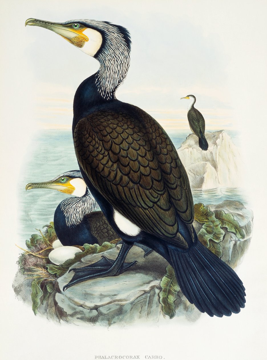 Kormoran (Phalacrocorax carbo), Lithographie aus Birds of Great Britain von William Matthew Hart