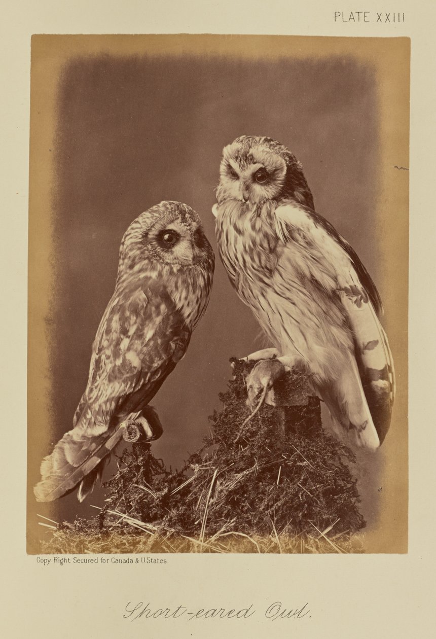 Sumpfohreule von William Notman