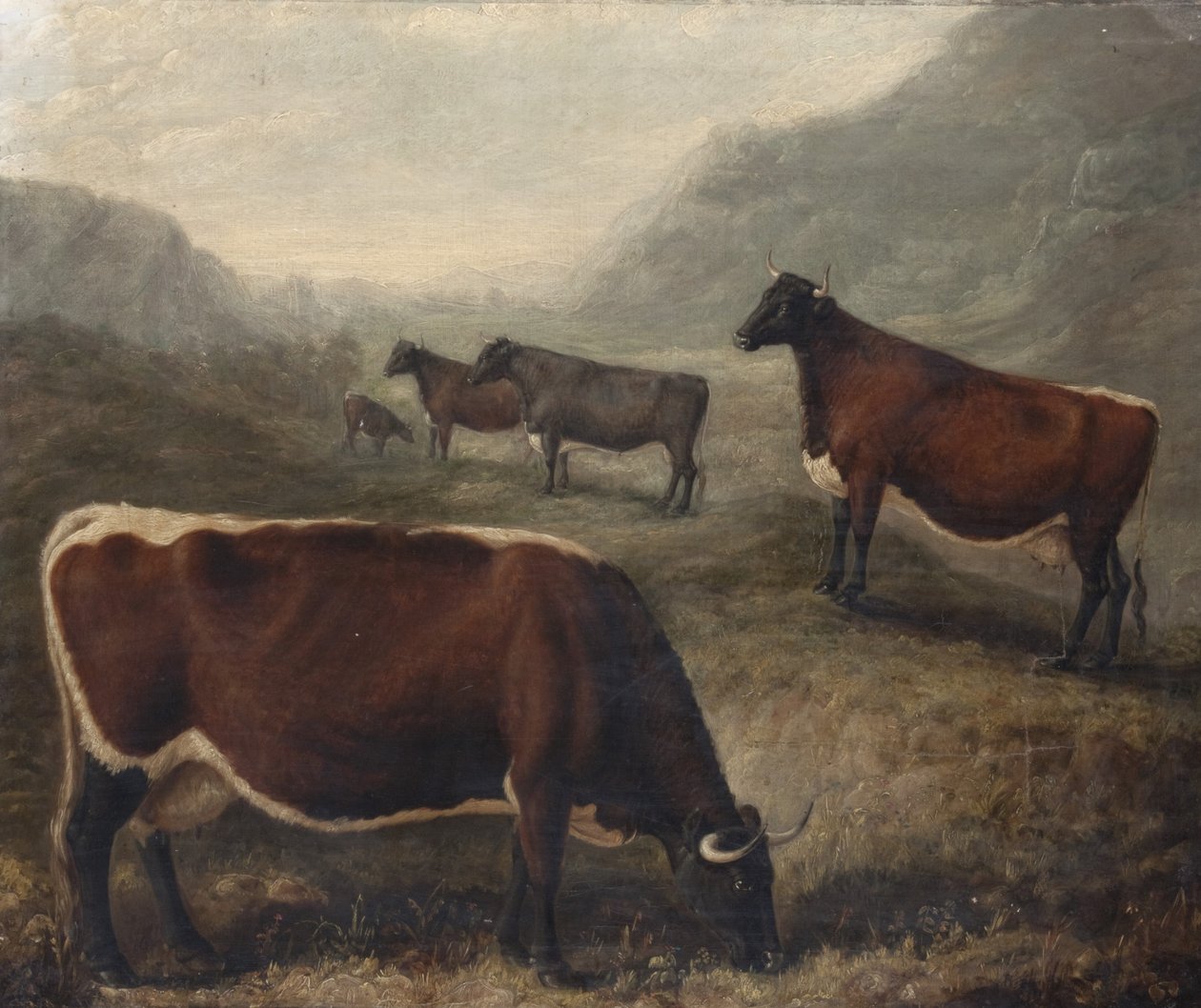 Fünf Glamorgan-Rinder von William Shiels