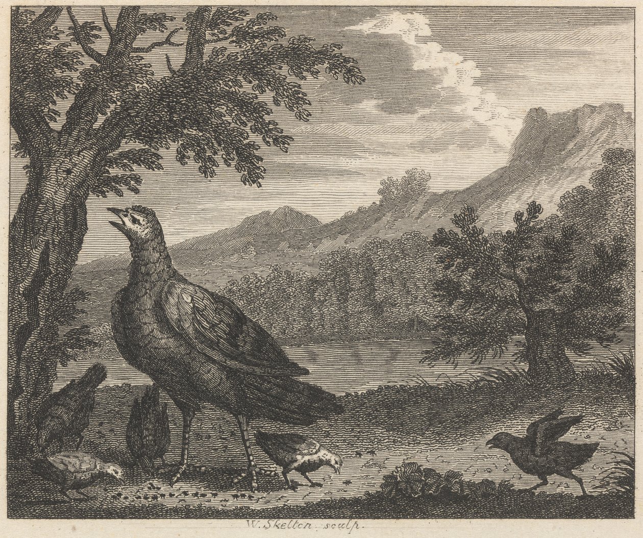 Der Truthahn und die Ameise von William Skelton