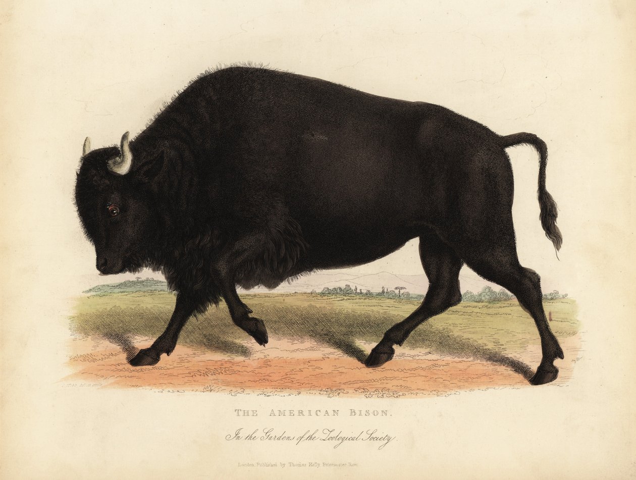 Amerikanischer Bison oder Büffel, Bison bison von William Smellie