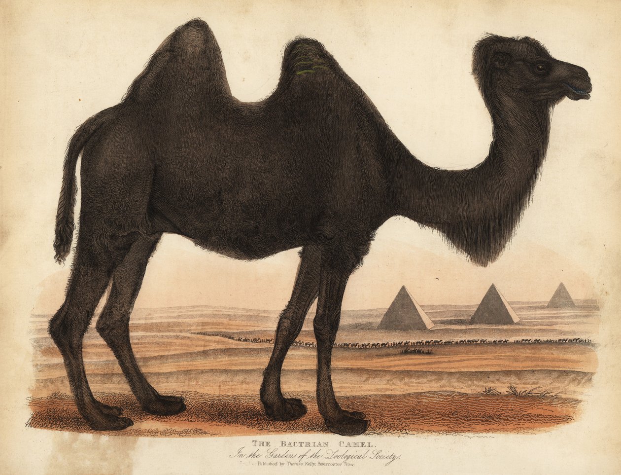Baktrisches Kamel von William Smellie