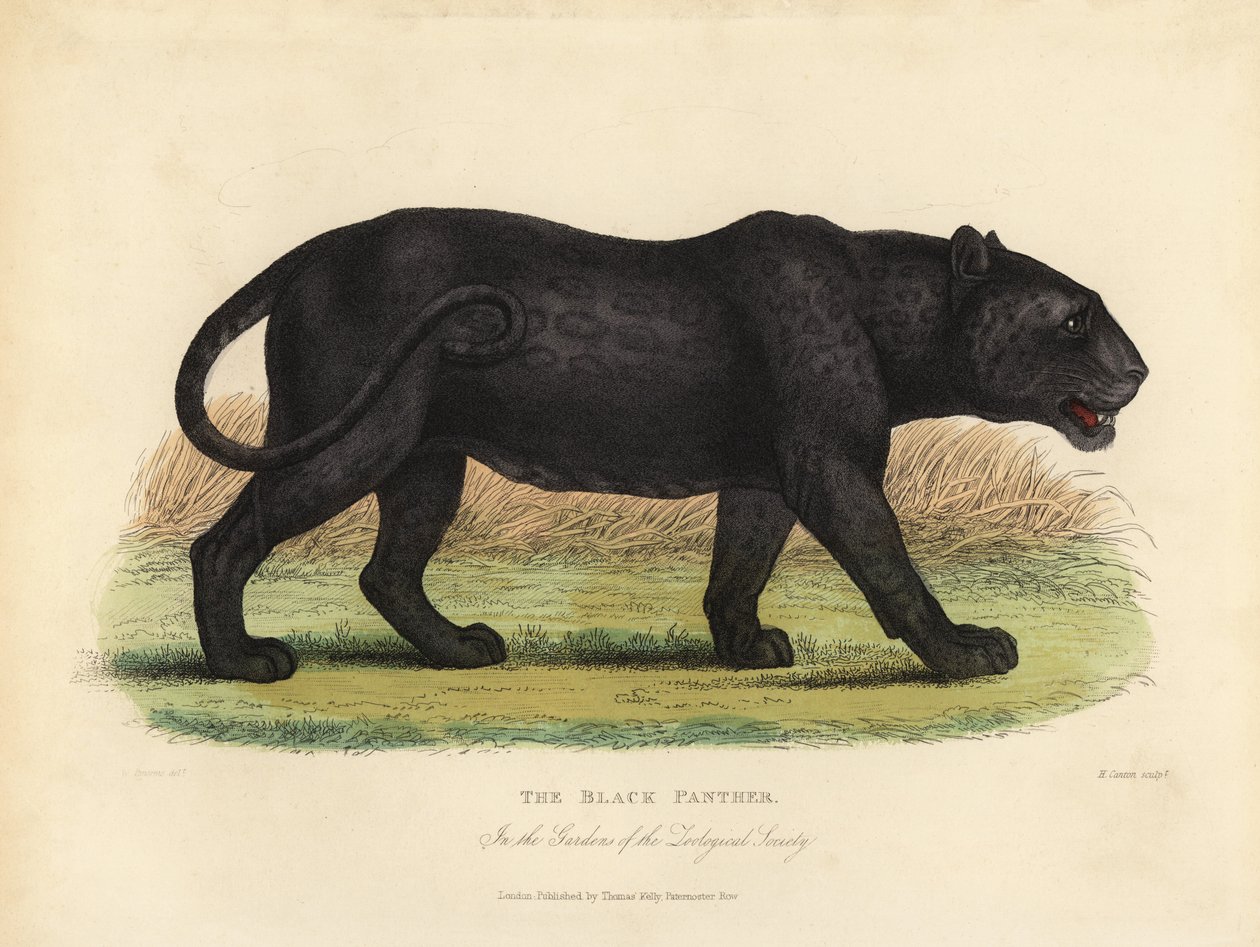 Schwarzer Panther, Panthera pardus oder Panthera onca von William Smellie