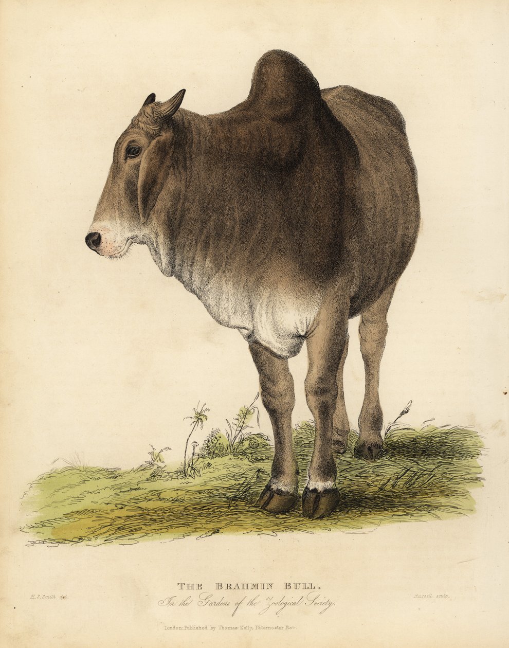 Brahma-Rinderrasse, Bos taurus indicus von William Smellie