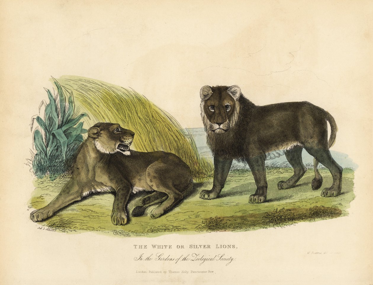 Weiße oder Silberlöwen, Panthera leo melanochaita von William Smellie