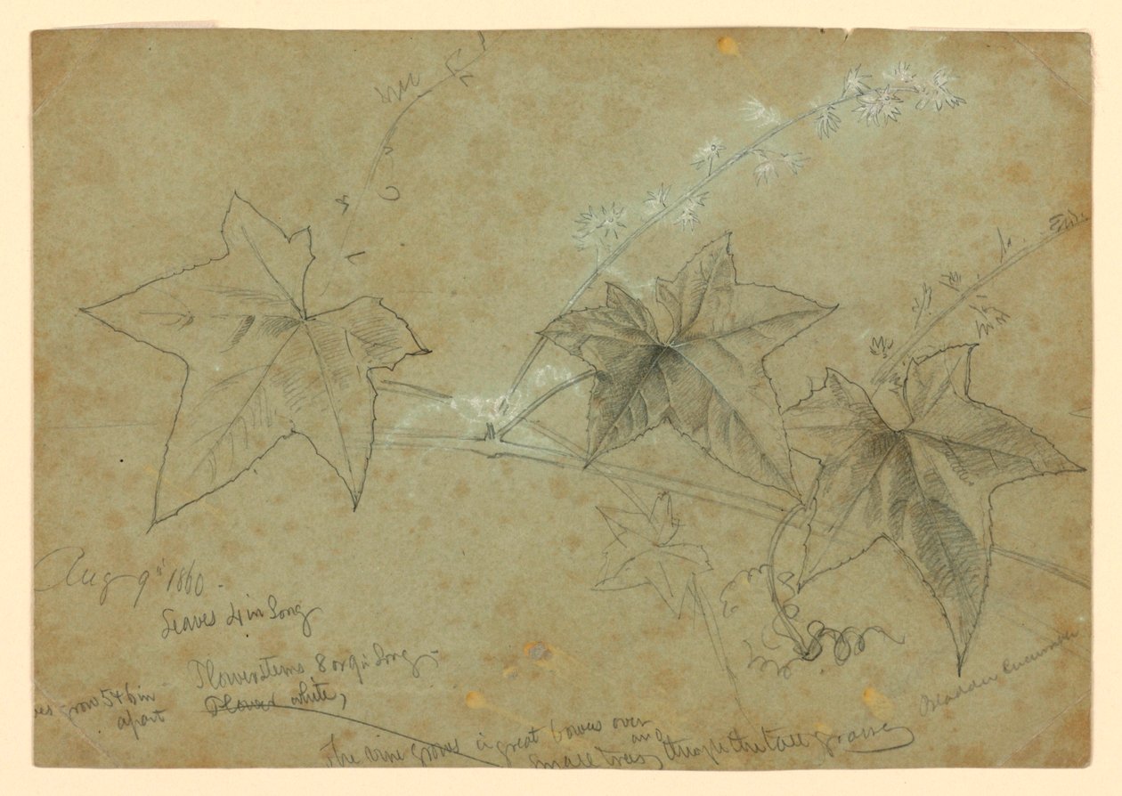 Studie von Laub von William Trost Richards