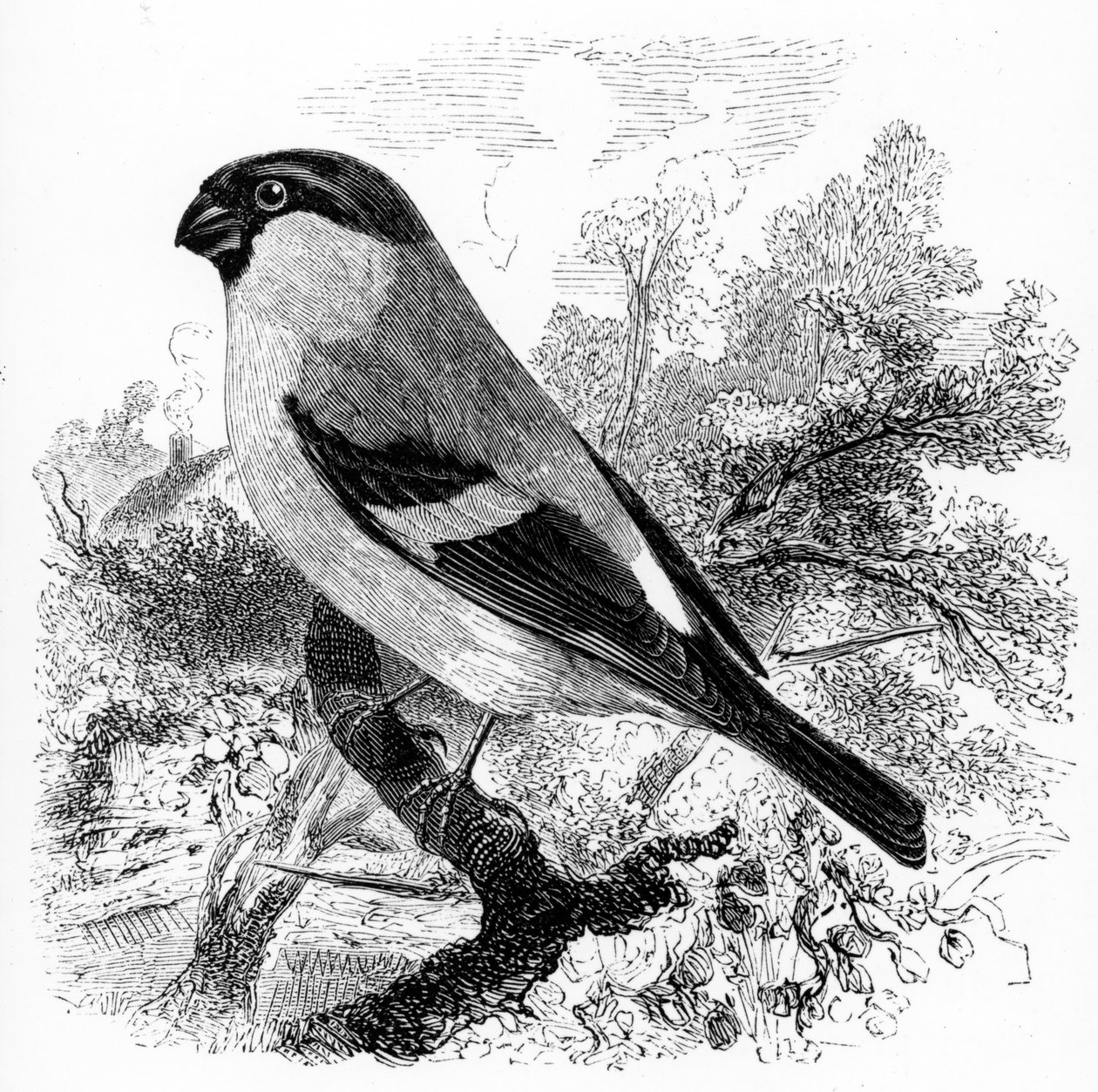 Der Gimpel, Illustration aus 