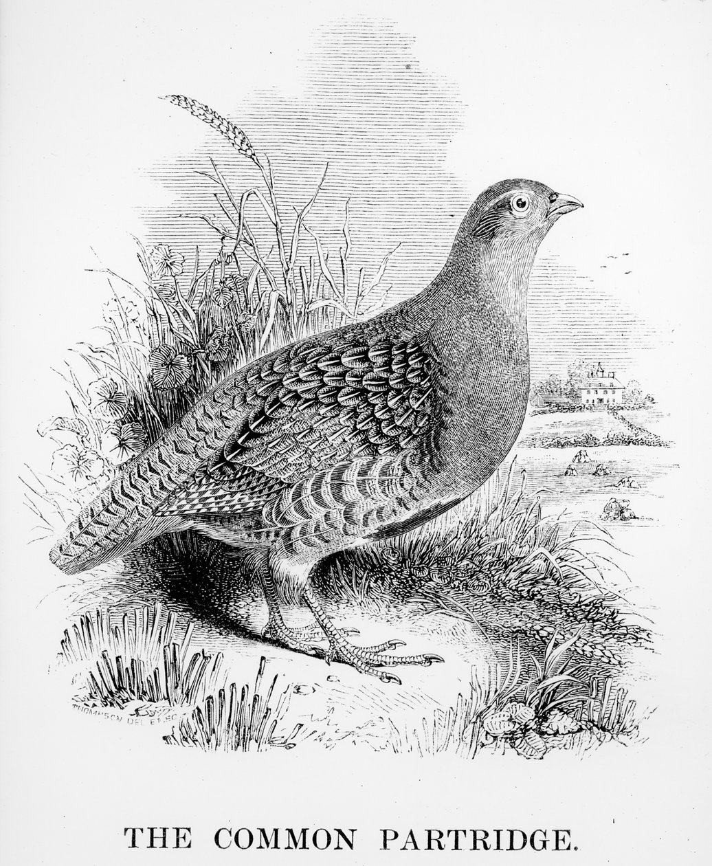 Das Rebhuhn, Illustration aus 