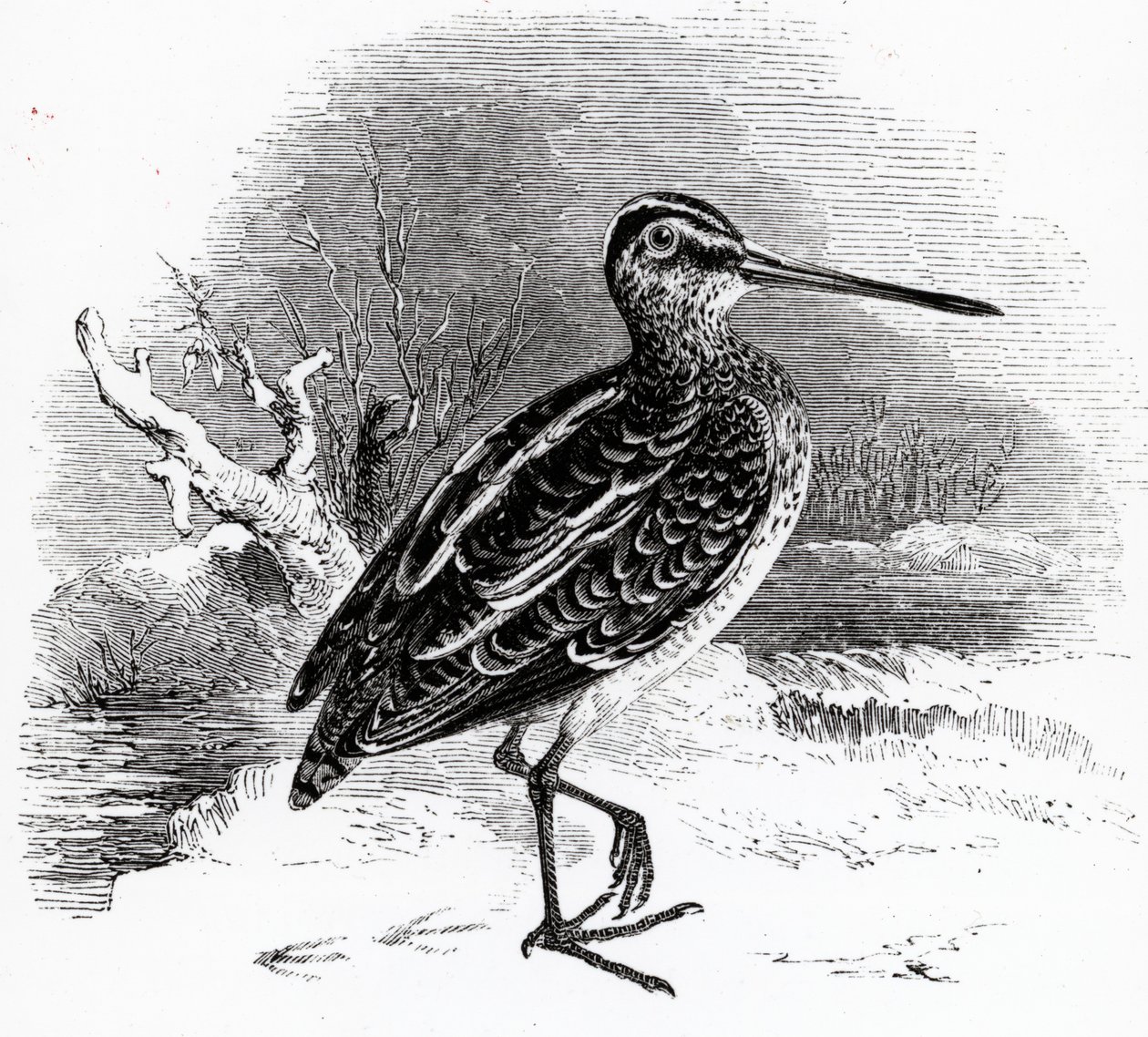 Die Bekassine, Illustration aus 