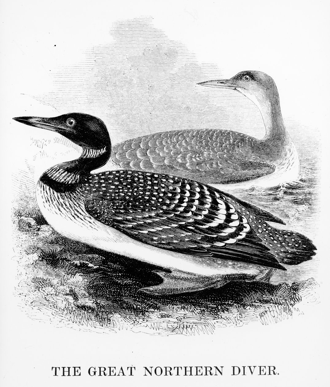 Der Große Nordtaucher, Illustration aus 