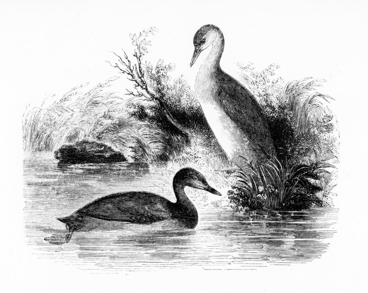 Der Zwergtaucher, Illustration aus 