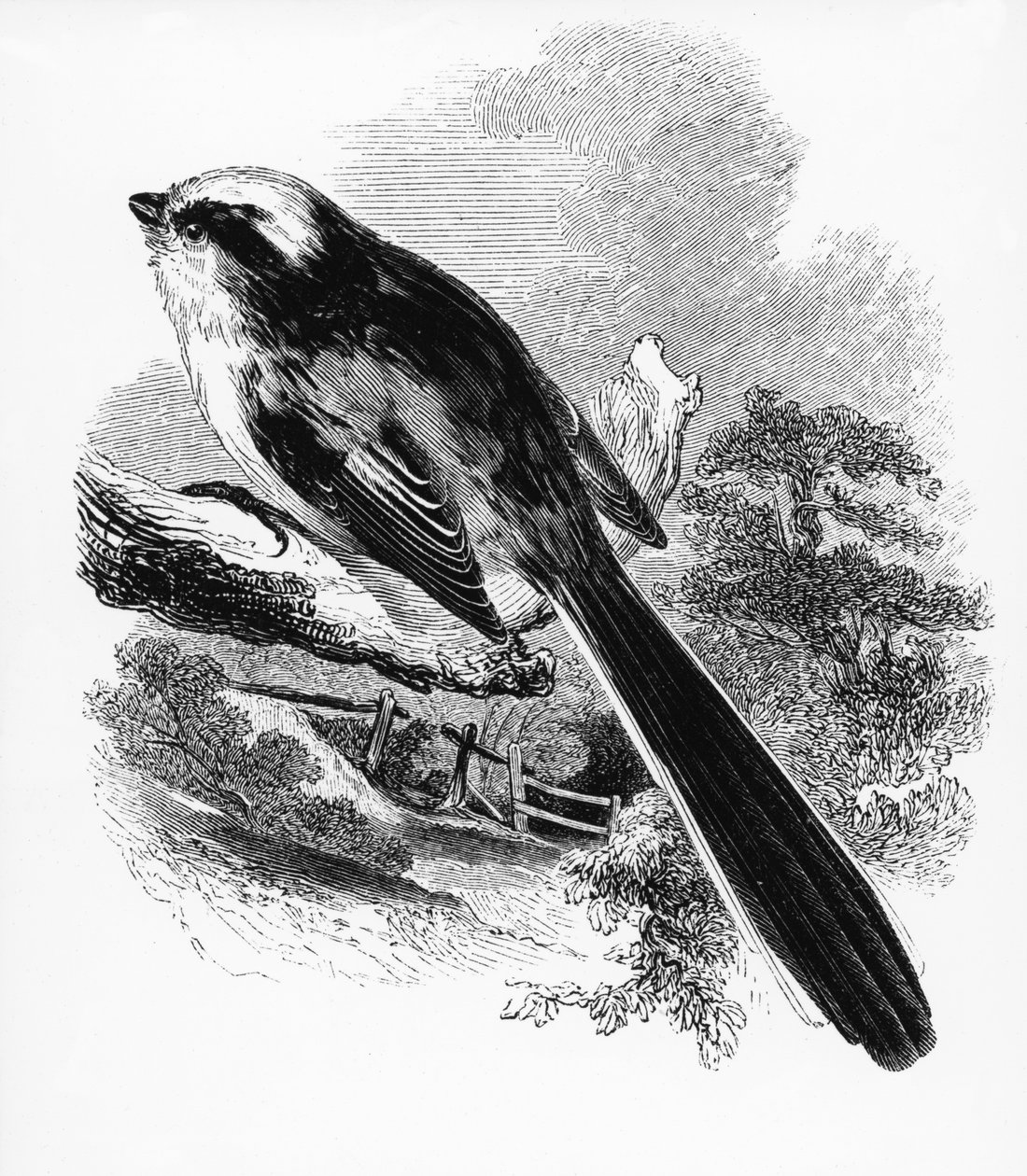 Die Schwanzmeise, Illustration aus 