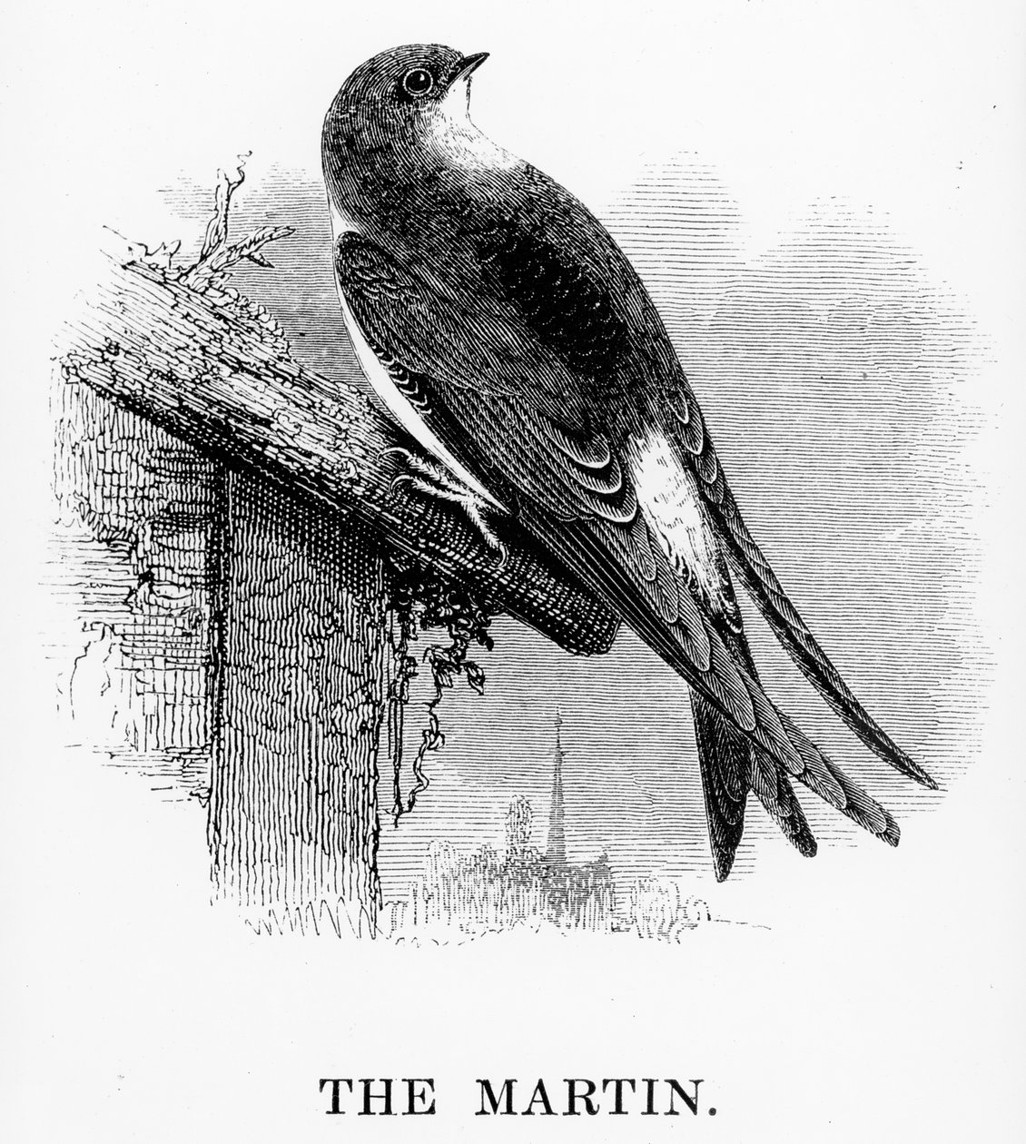 Die Schwalbe, Illustration aus 