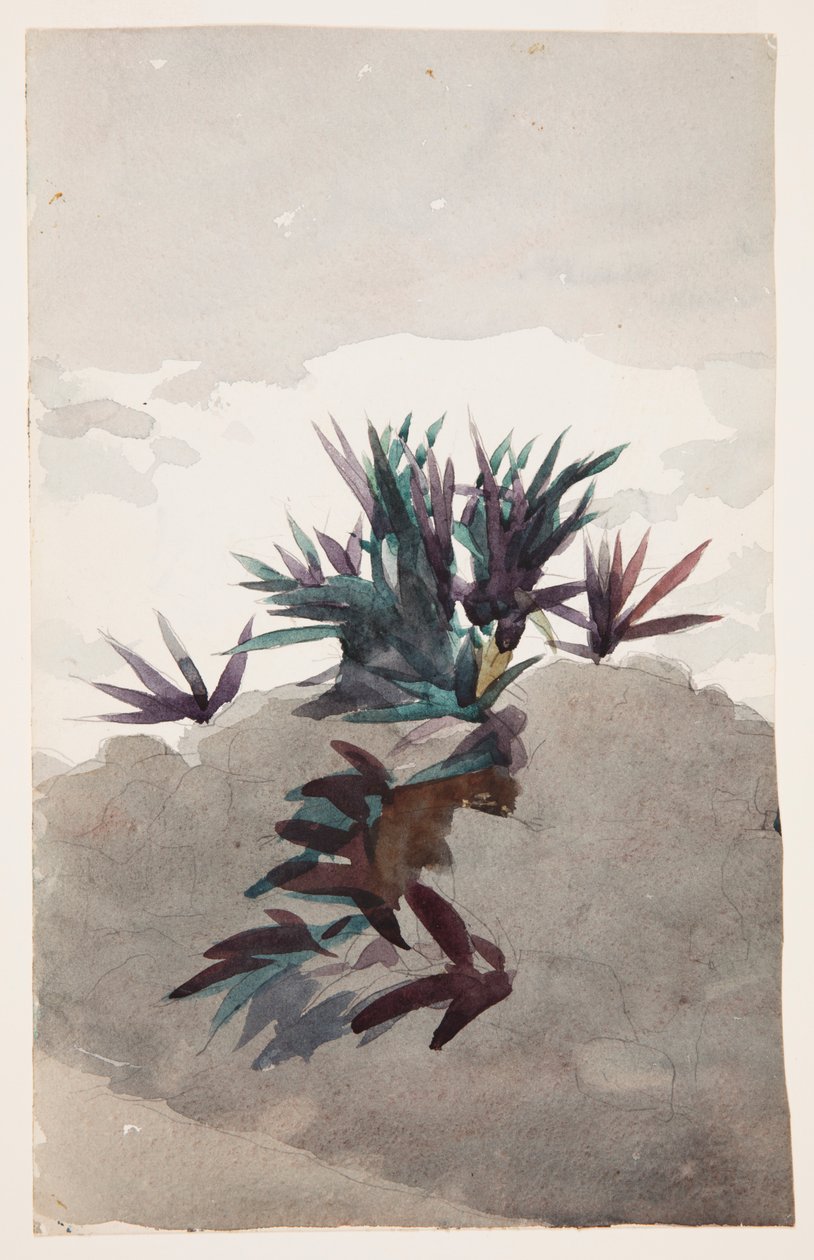 Hügel mit Maguey-Büschen von Winslow Homer