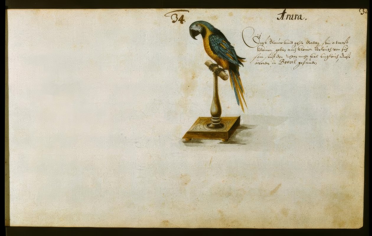 Papagei von Zacharias Wagner