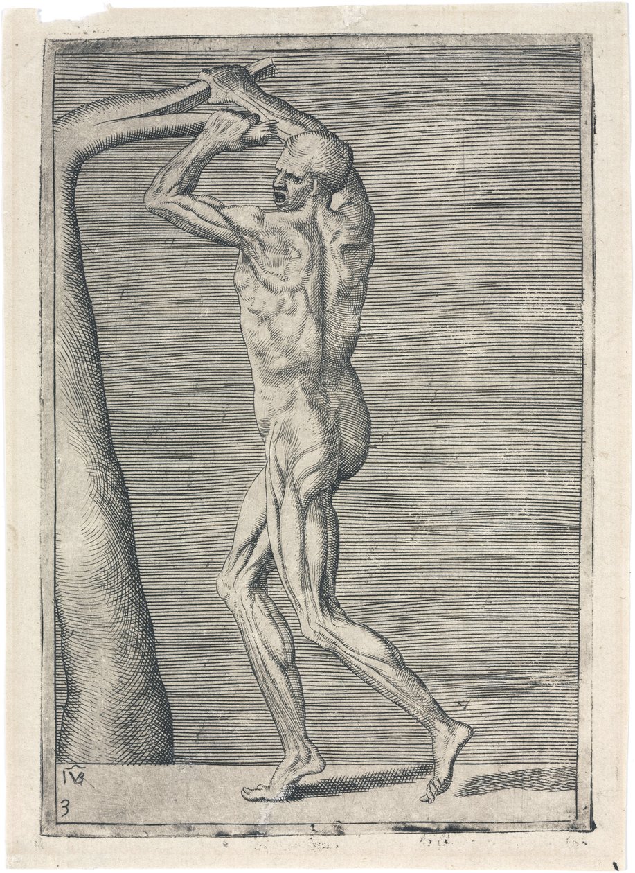 Muskeln Anatomische Studie der männlichen Muskulatur; Mann bricht einen Ast, ca. 1555 von Frederick (attr. to) Barnard