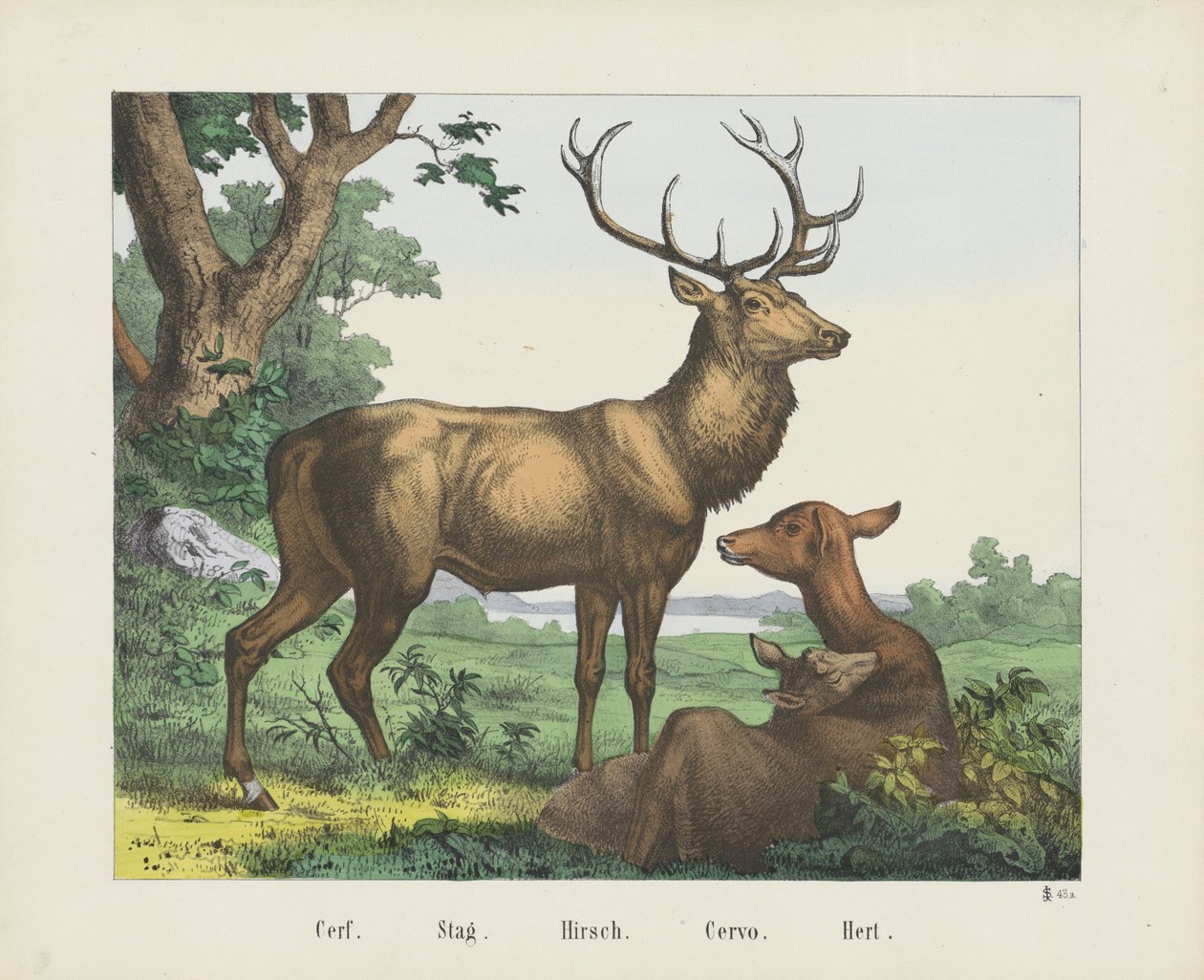 Hirsch von firma Joseph Scholz