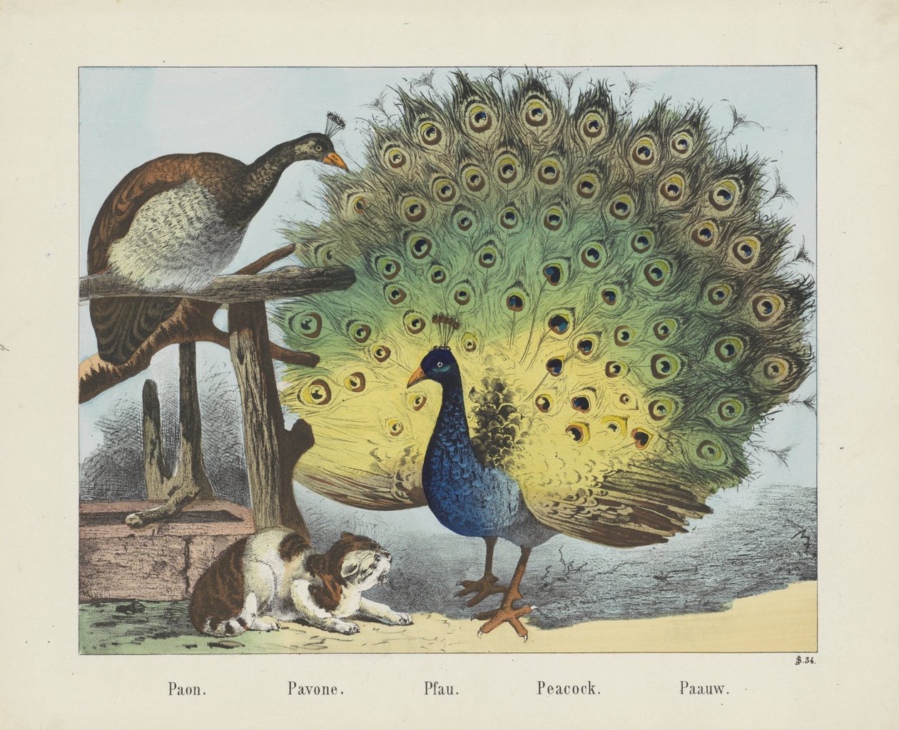 Pfau von firma Joseph Scholz