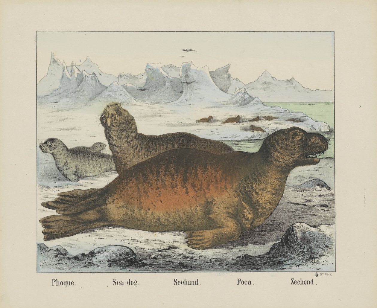 Seehund von firma Joseph Scholz