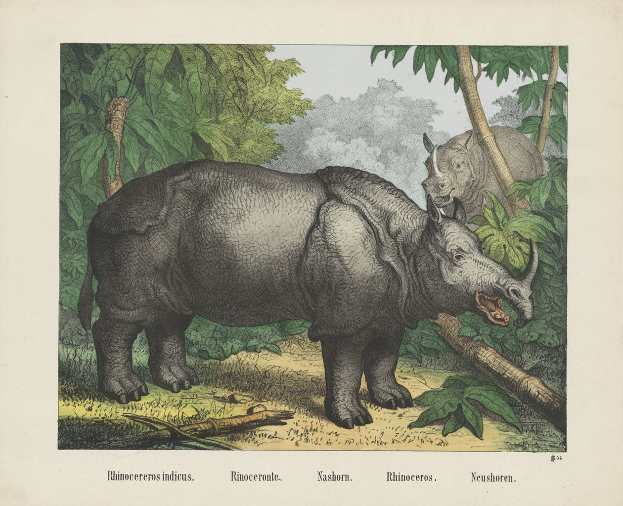 Indisches Nashorn von firma Joseph Scholz