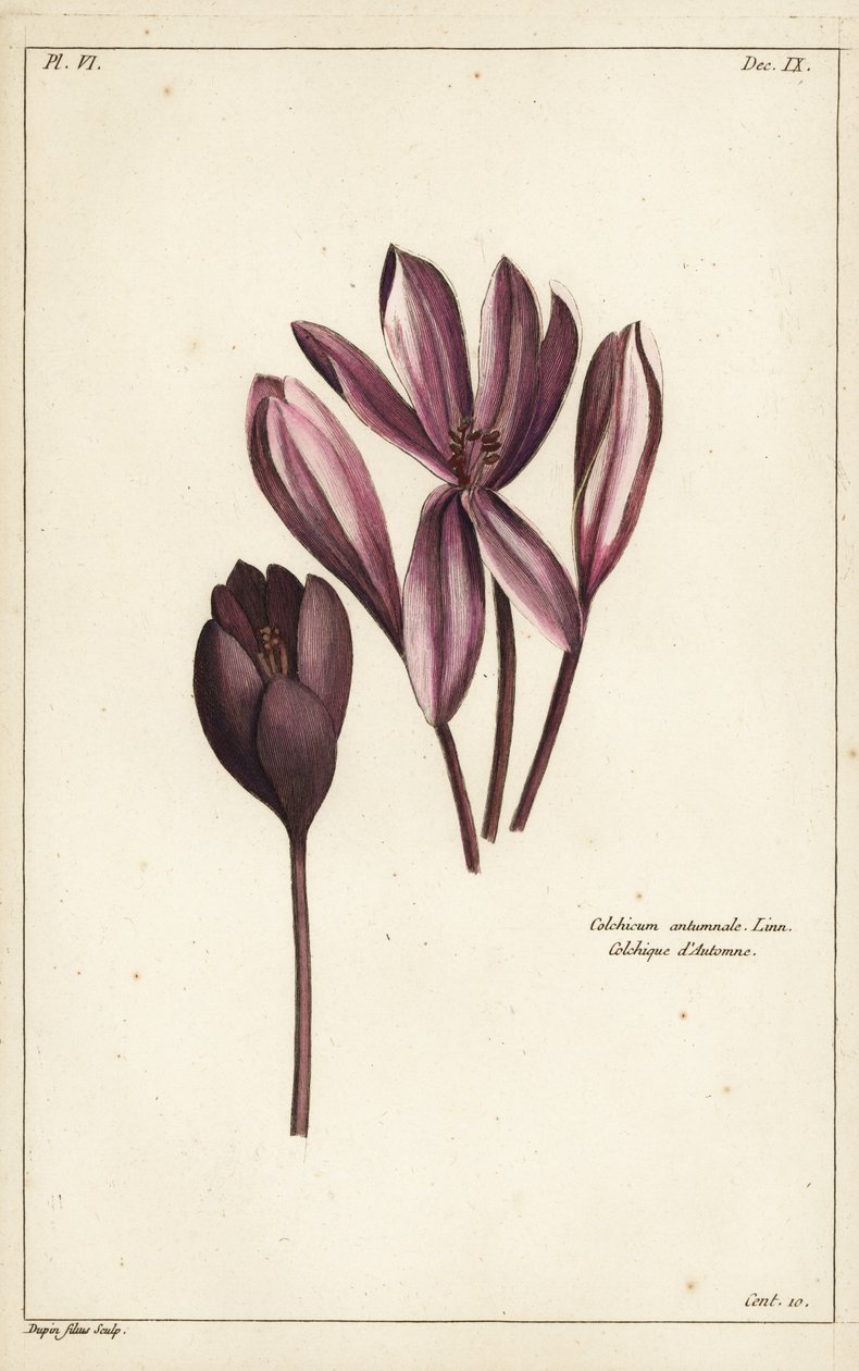 Herbstzeitlose, Wiesensafran oder Nackte Jungfern, Colchicum autumnale, Linn von the Younger Dupin
