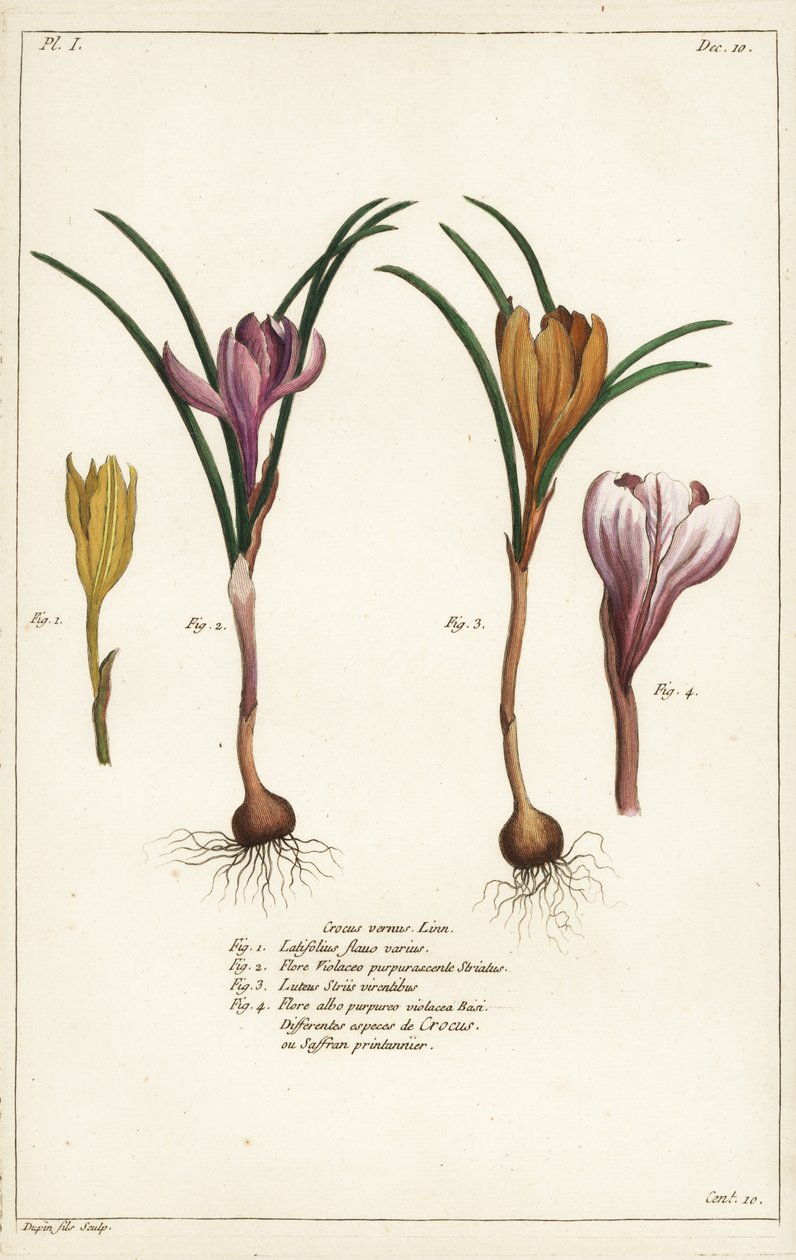 Verschiedene Arten von Frühlingskrokus, Crocus vernus, Linn von the Younger Dupin