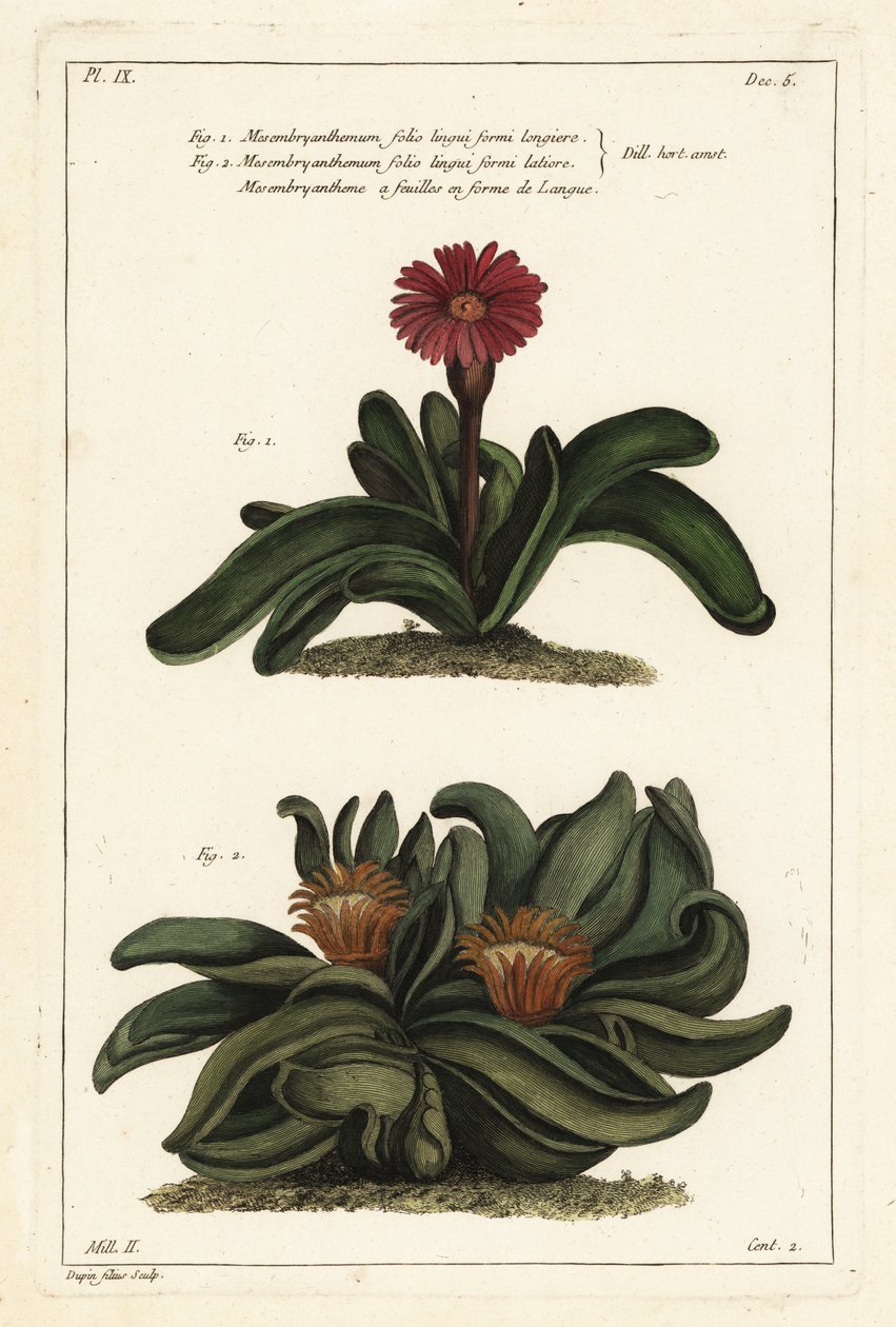 Elchhornpflanze, Rhombophyllum dolabriforme (Hackblattige Feigenmargerite, Mesembryanthemum dolabriforme) von the Younger Dupin