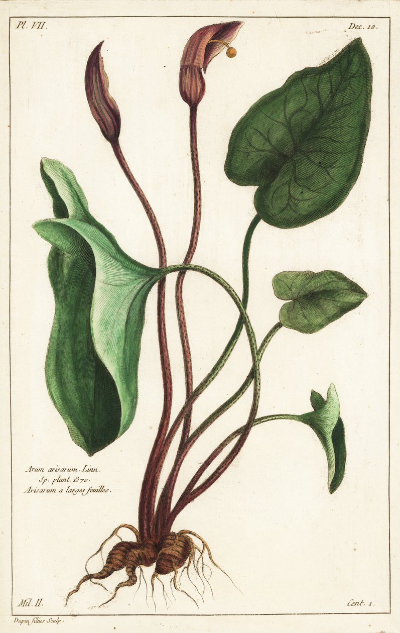 Mönchskutte oder Larus, Arisarum vulgare von the Younger Dupin